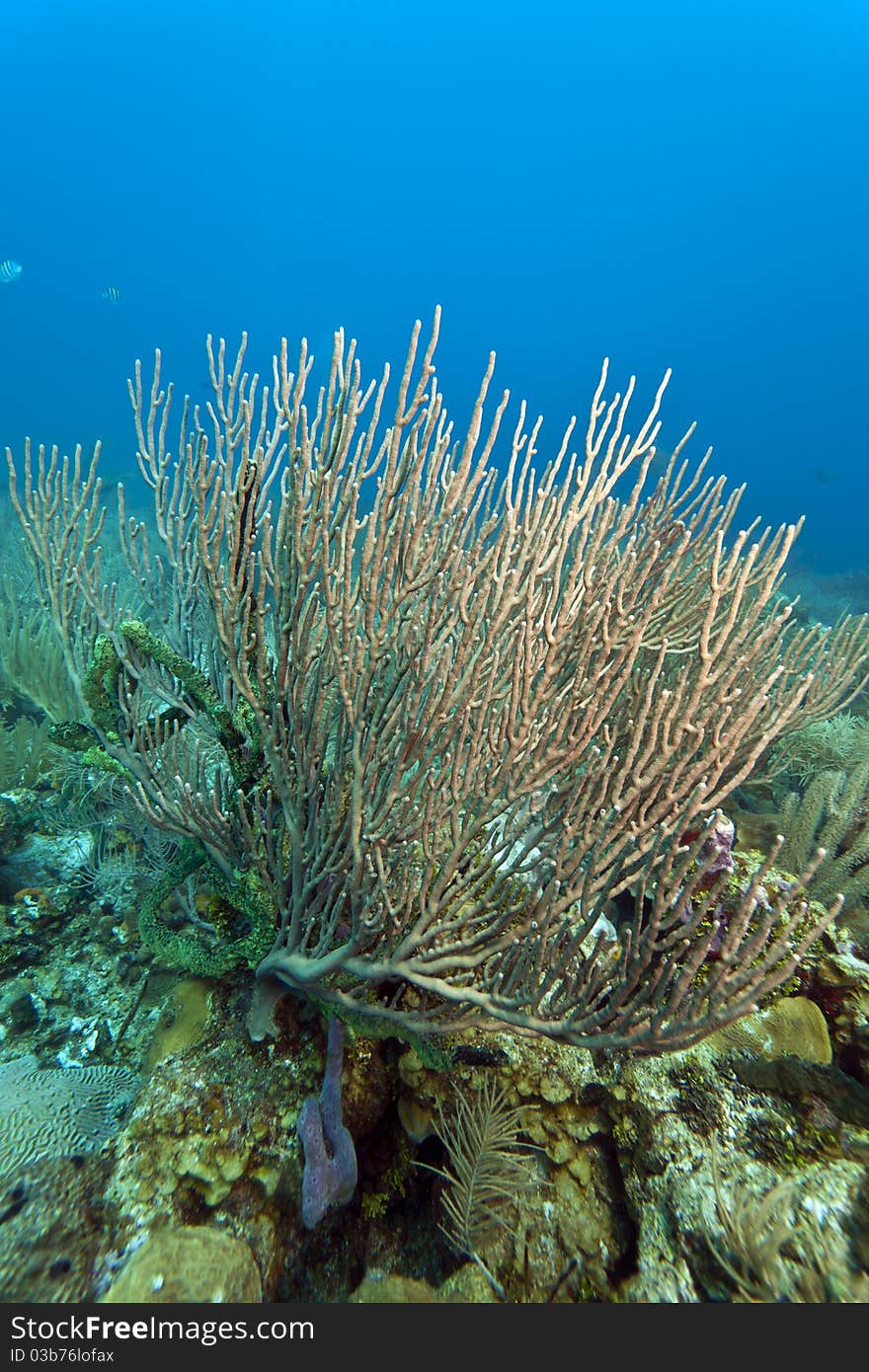 Coral reefs off the coast of Rotaq Honduras. Coral reefs off the coast of Rotaq Honduras