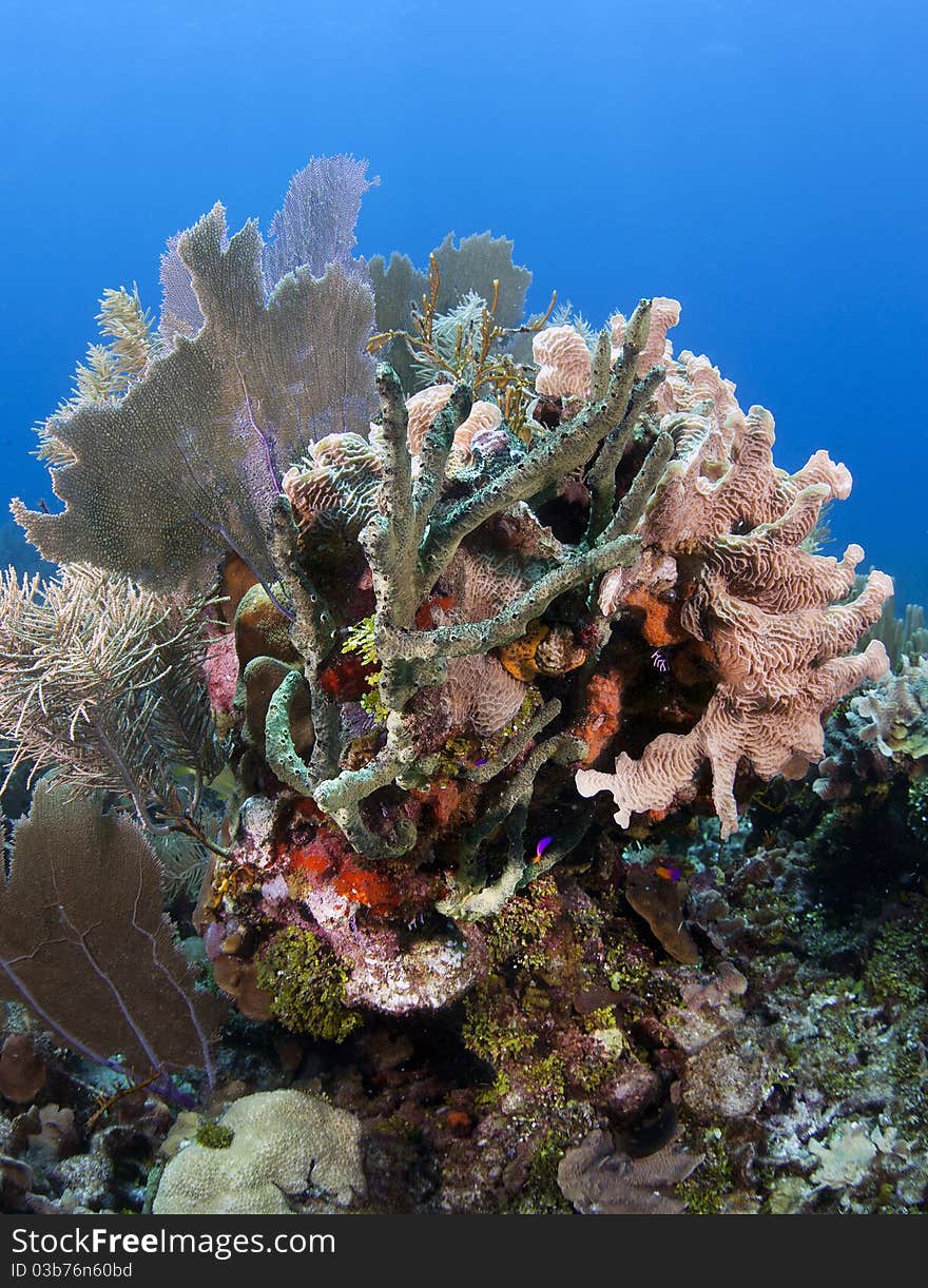 Underwater off the coast of Roatan Honduras, Coral gardens