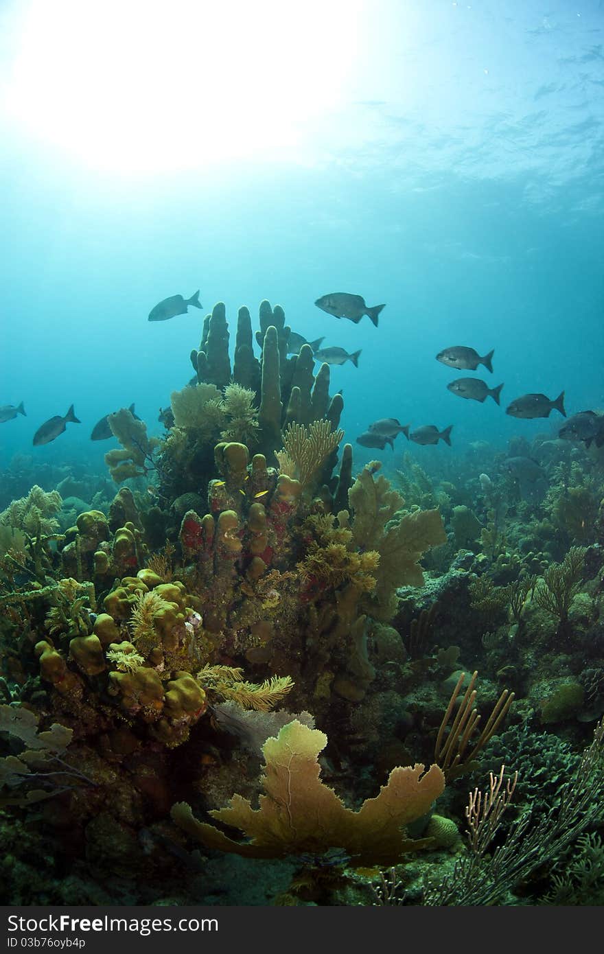 Underwater off the coast of Roatan Honduras, Coral gardens