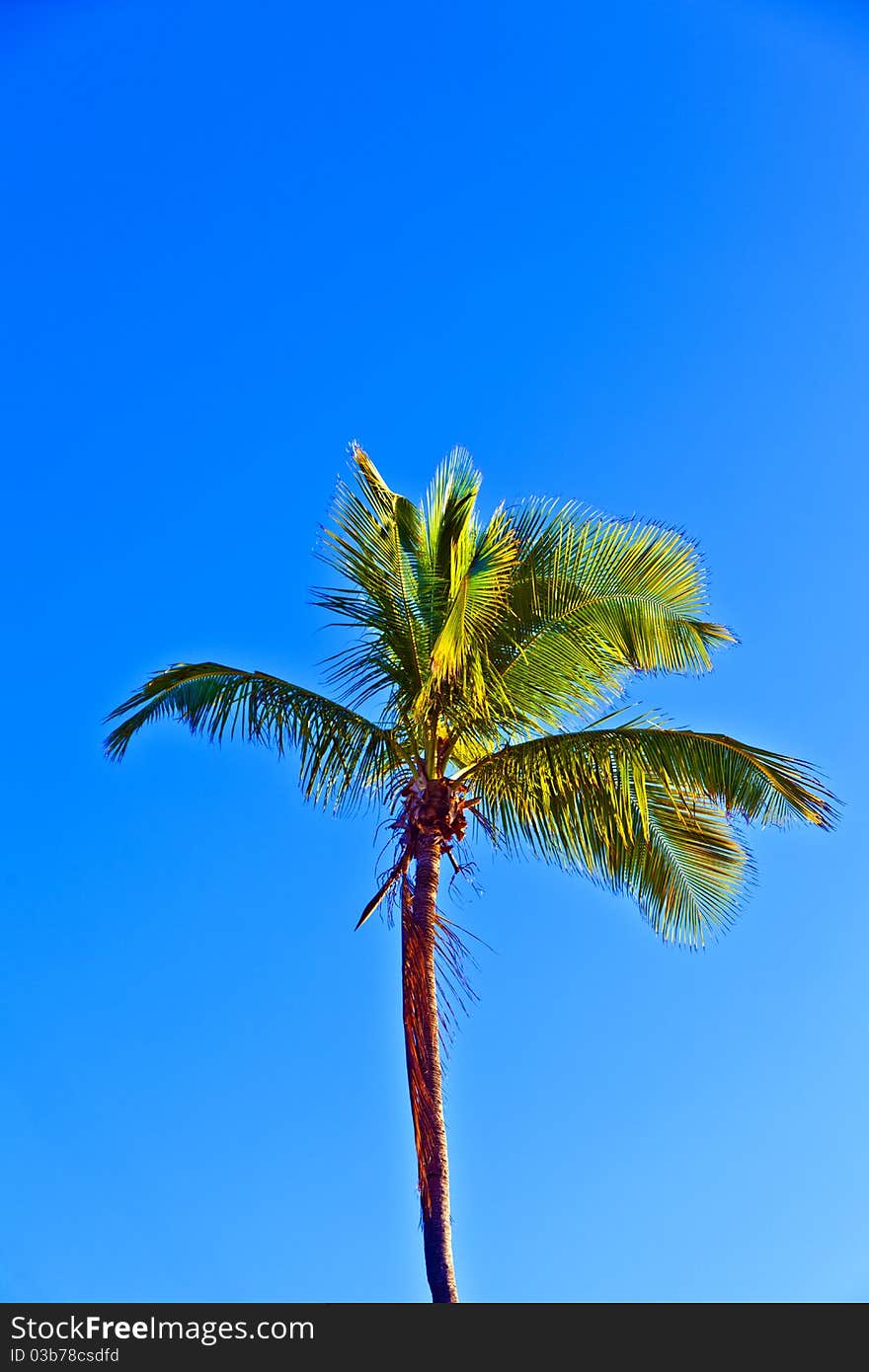 Crown of palm tree with blue sky
