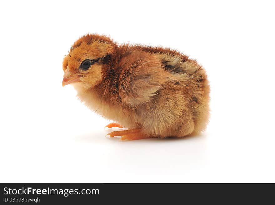 One small chicken on a white background