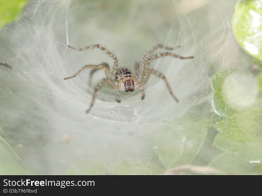 Thai spider