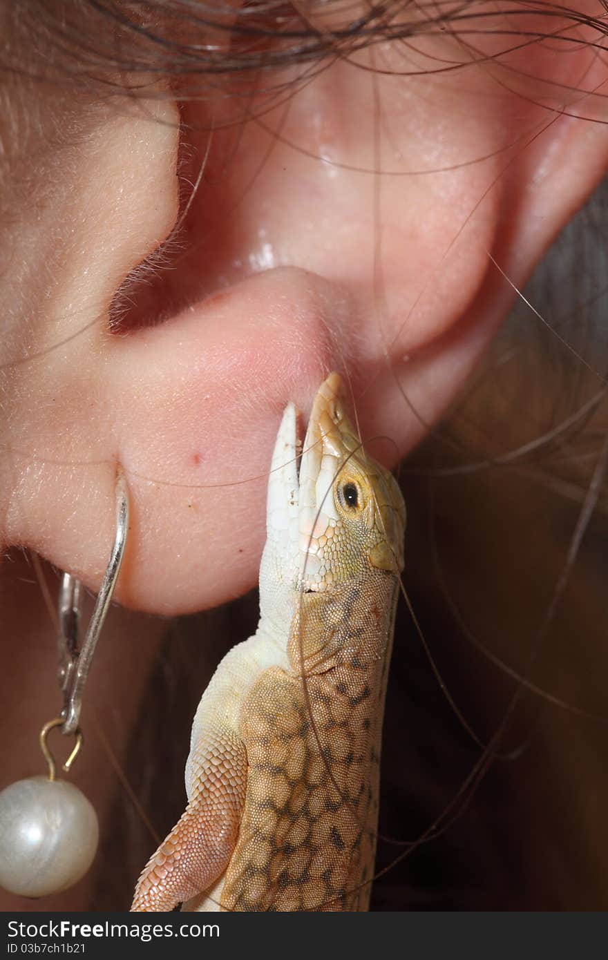 Macro image of a girl with Reticulated Desert Lizard biting ear. Macro image of a girl with Reticulated Desert Lizard biting ear