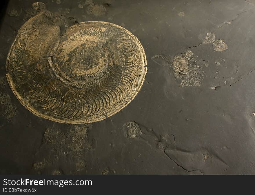 Fossilized Ammonite