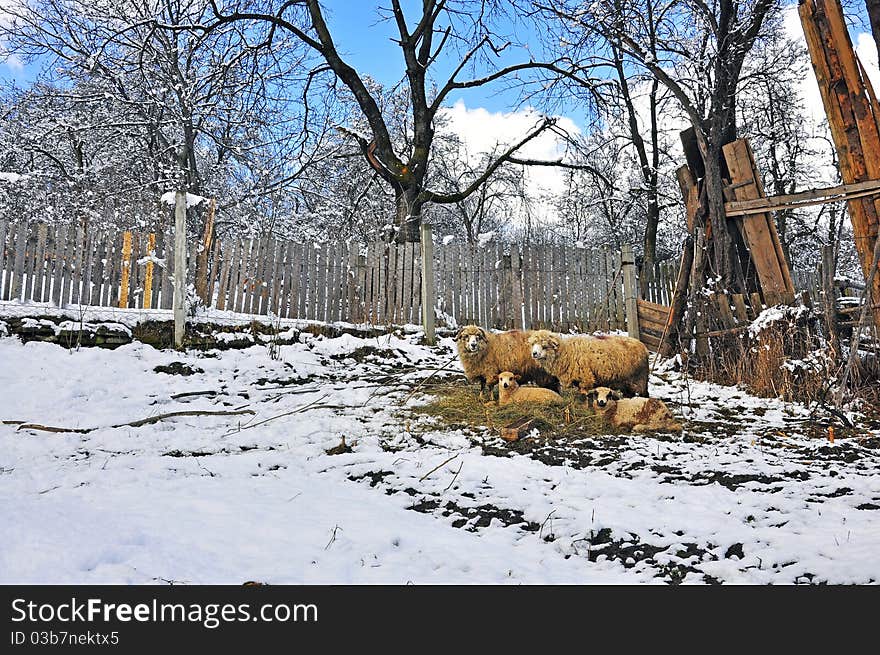 Two lambs and two sheep. Two lambs and two sheep