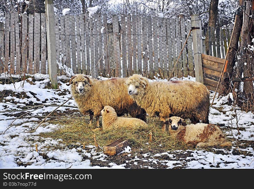 Sheepfold on snowy land just before eastern