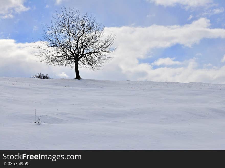 Branches in the winter sky. Branches in the winter sky