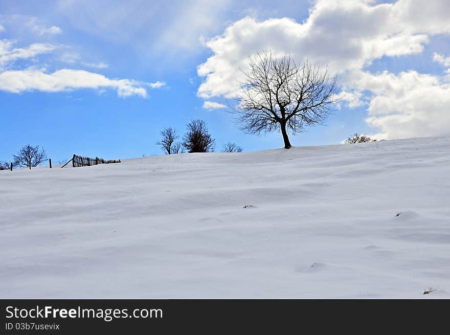 Tree in the cloudy sky on snowy mountain top. Tree in the cloudy sky on snowy mountain top