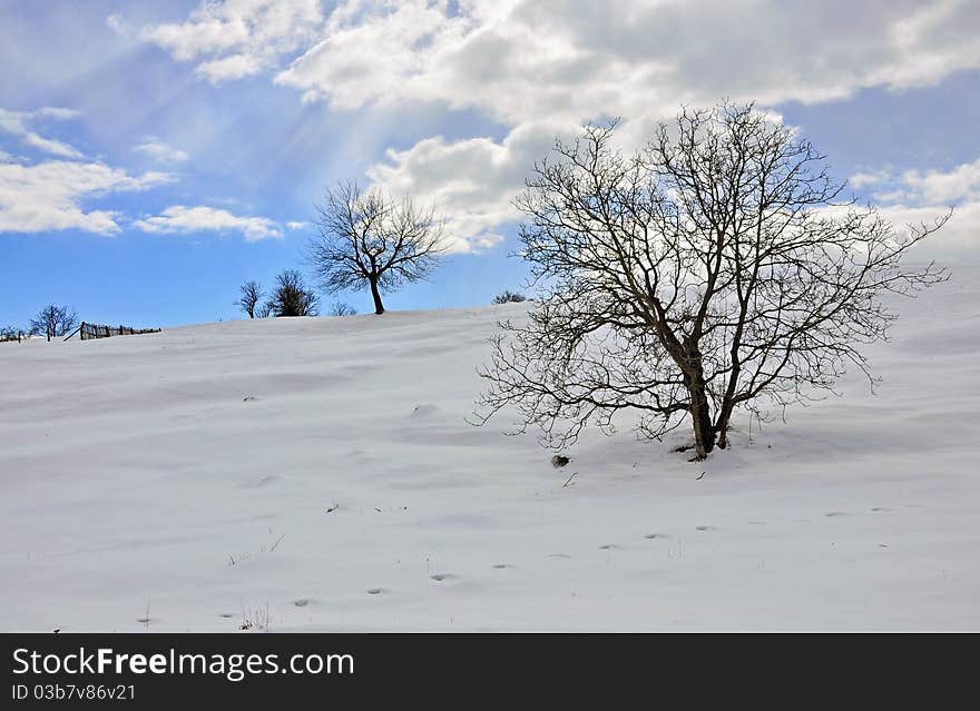 Frost branches on snowy mountain top. Frost branches on snowy mountain top