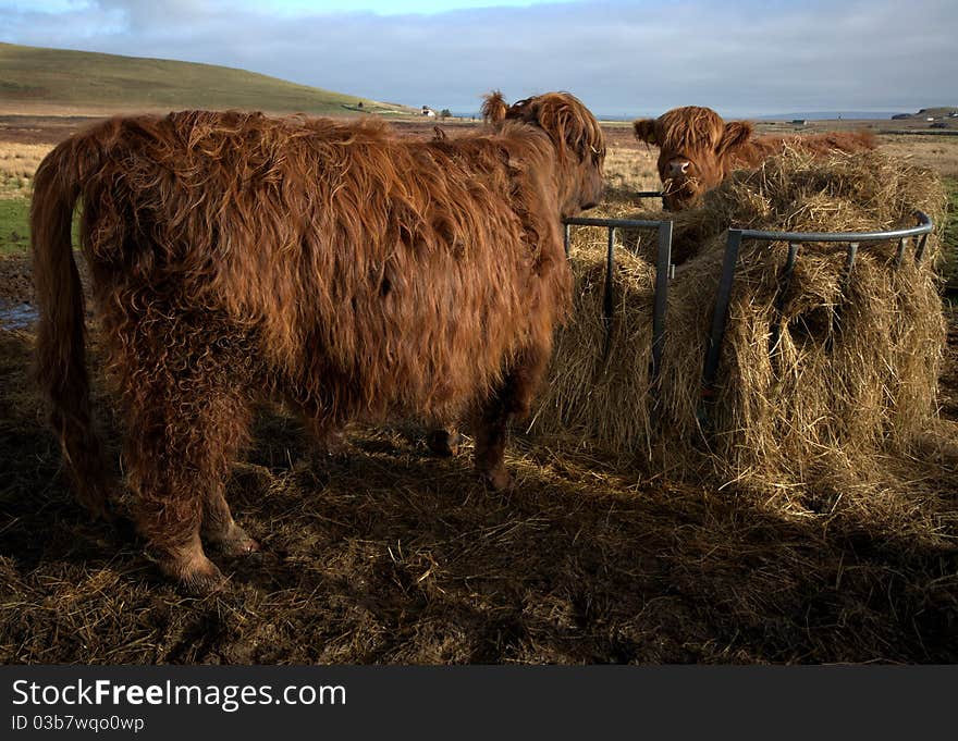 A family of Highland Cows in a green Scottish field.