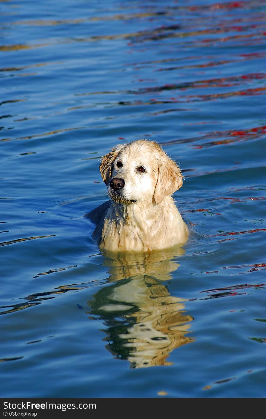 Yellow Labrador Retriever puppy in blue water. Yellow Labrador Retriever puppy in blue water