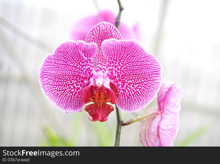 Pink Phalaenopsis orchid in farm