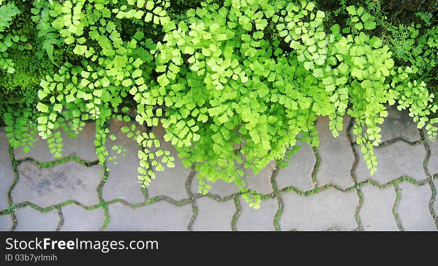 Green bracken leaves and blocks floor