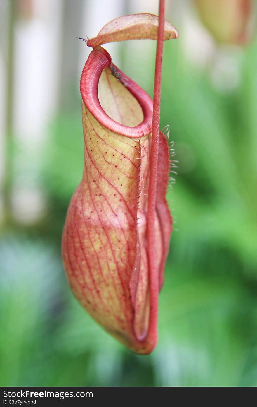 Nepenthes ,eat insect flower in forest