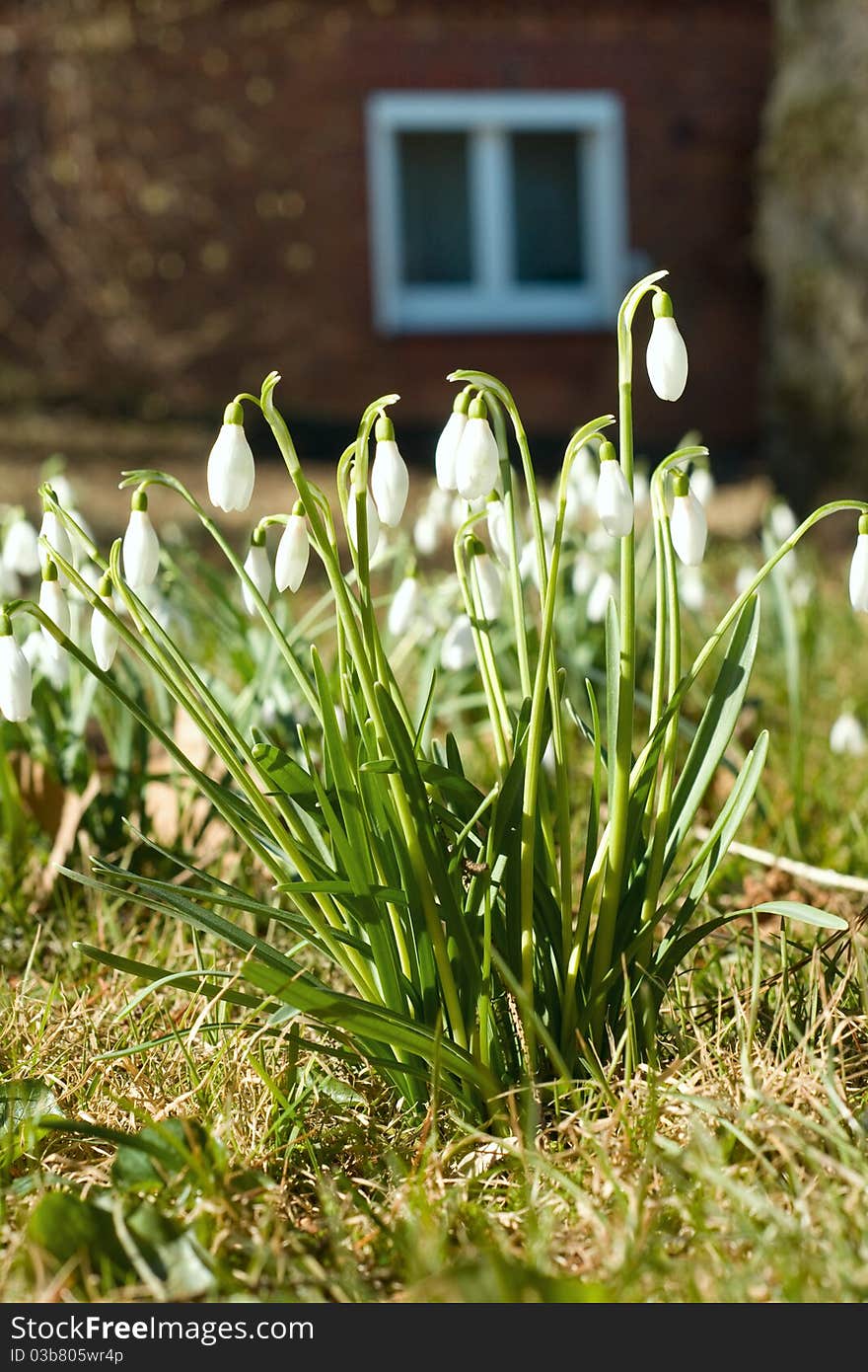 Snowdrops