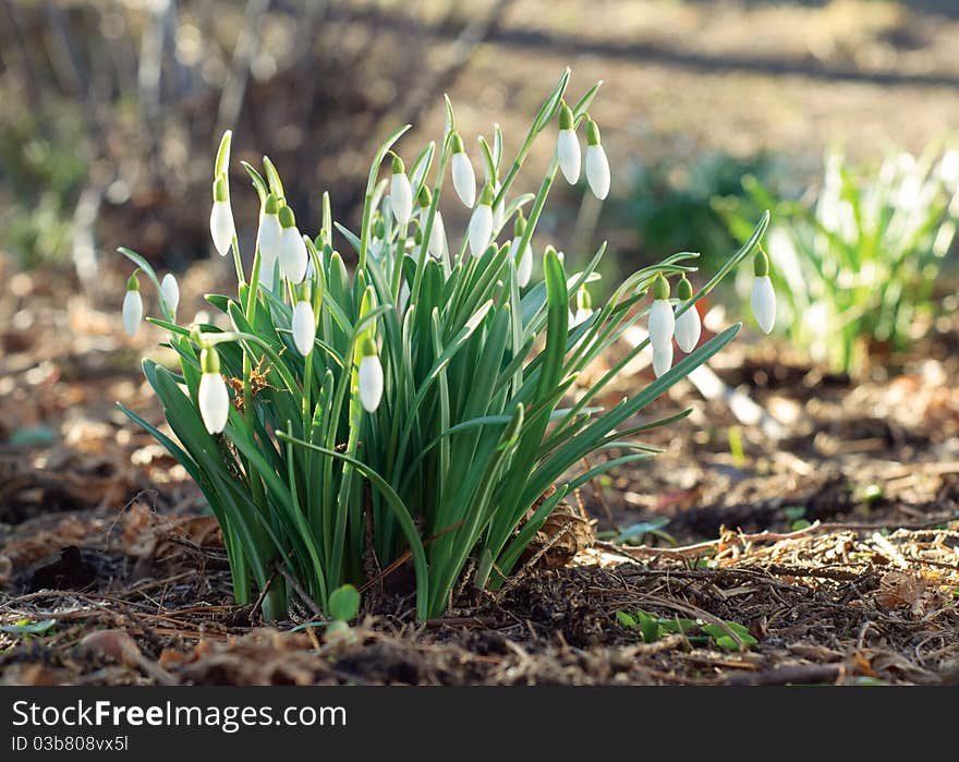 Nice snowdrops flower in spring