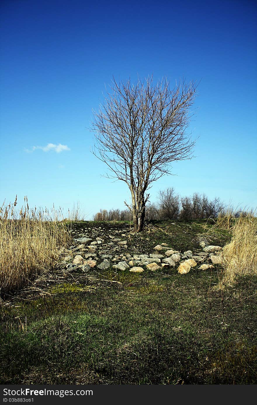 The lonely tree are near the road in the spring. The lonely tree are near the road in the spring