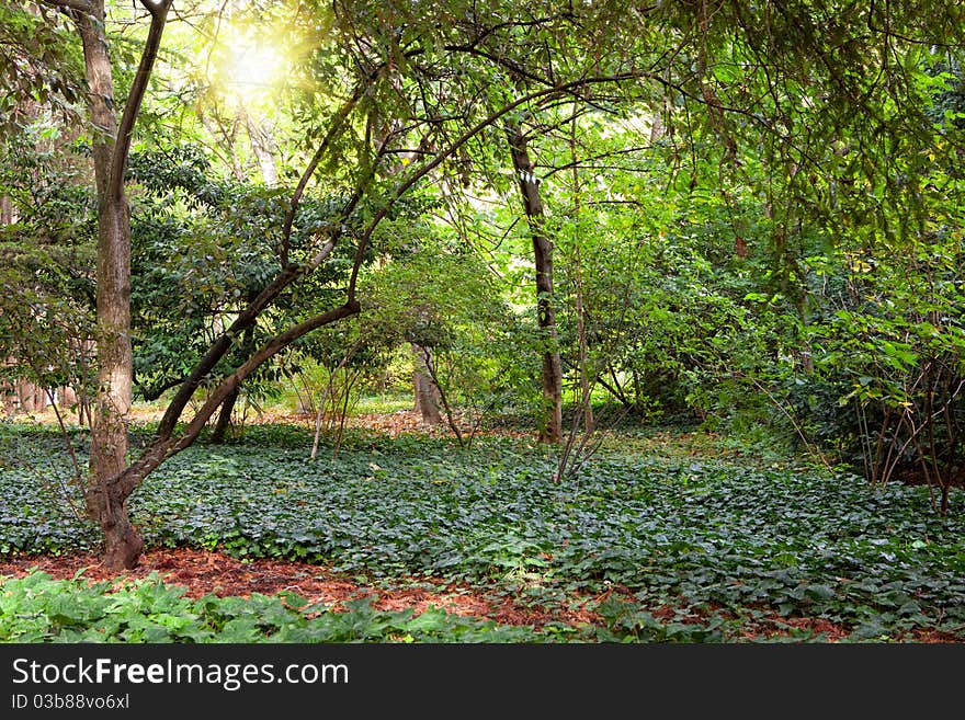 Green trees in park