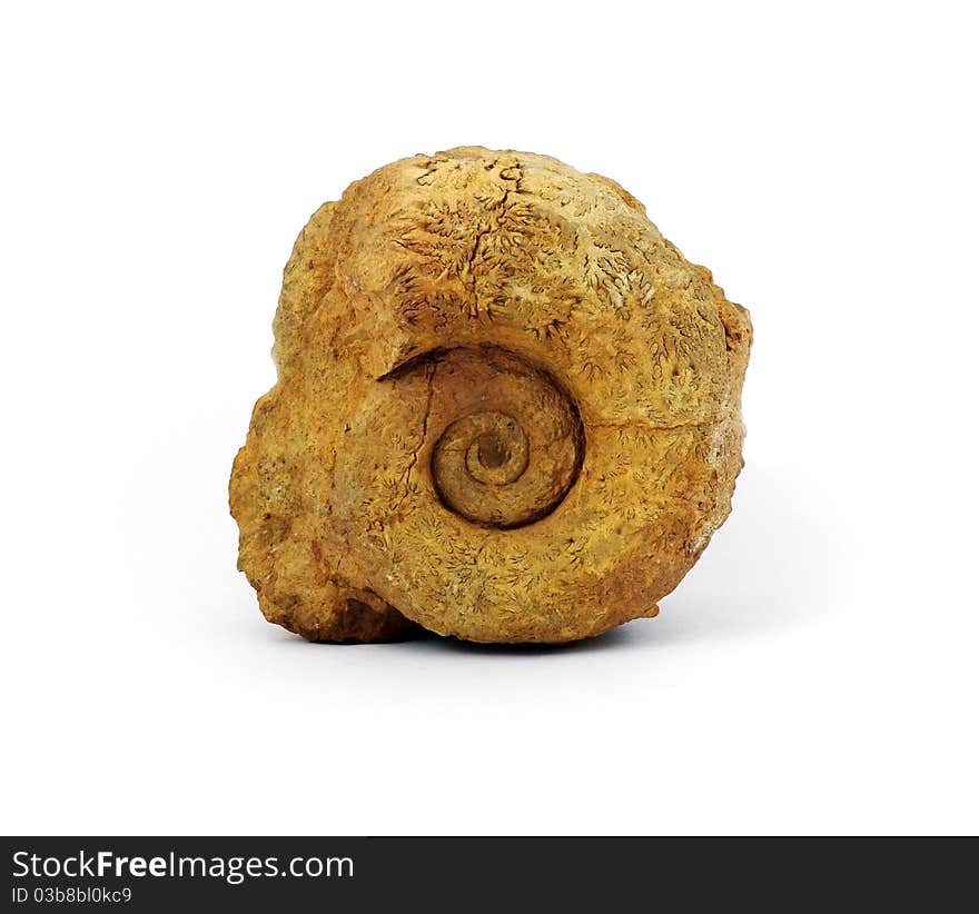 Ammonite against a white background