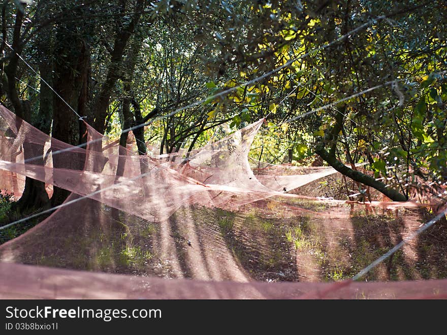 Nets For Olives Harvest