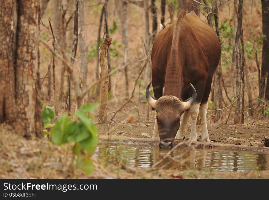 Indian Bison drinking water in a jungle