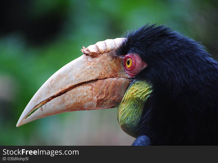 Hornbill Close up and Profile. Hornbill Close up and Profile