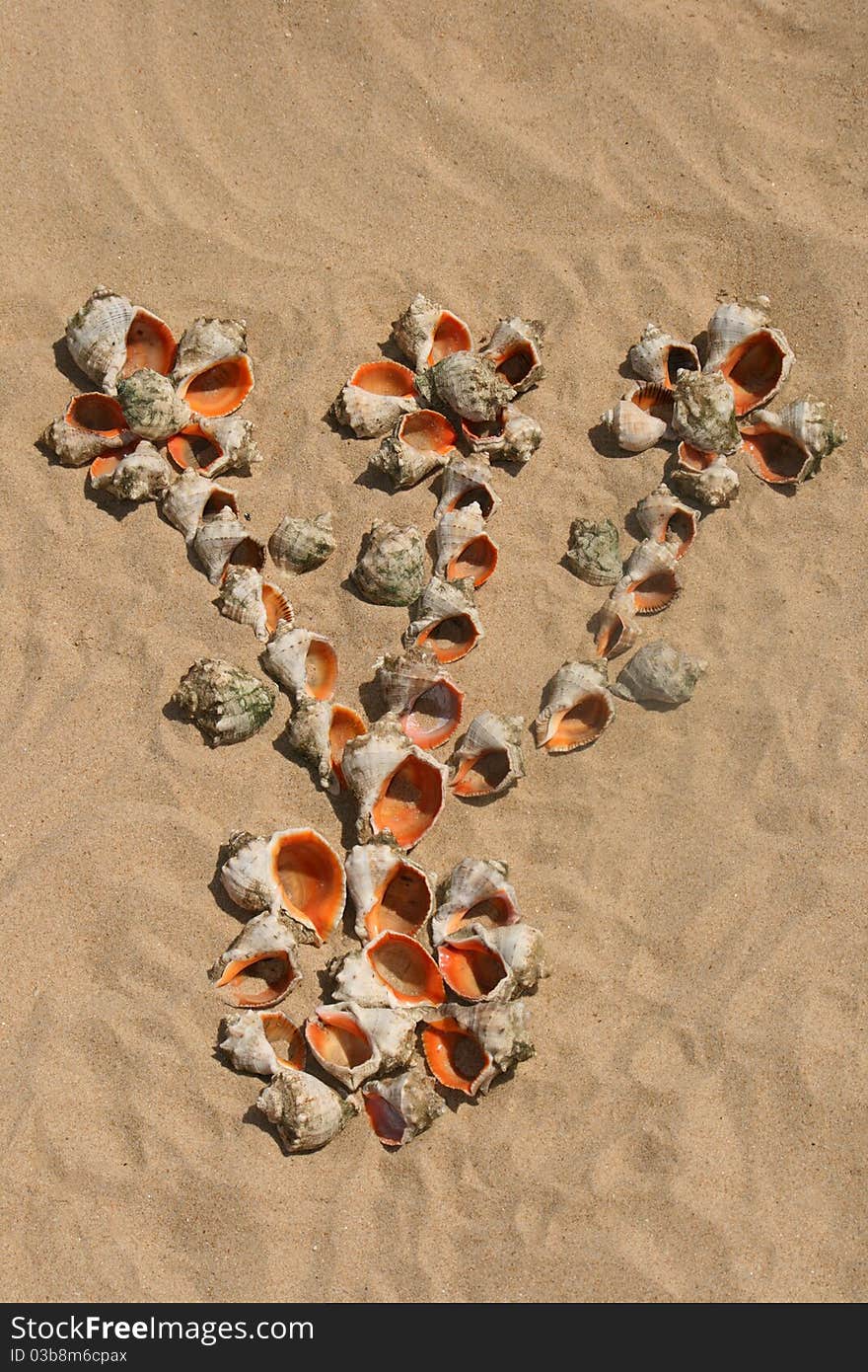 Draw maked of shells on sand. Draw maked of shells on sand.