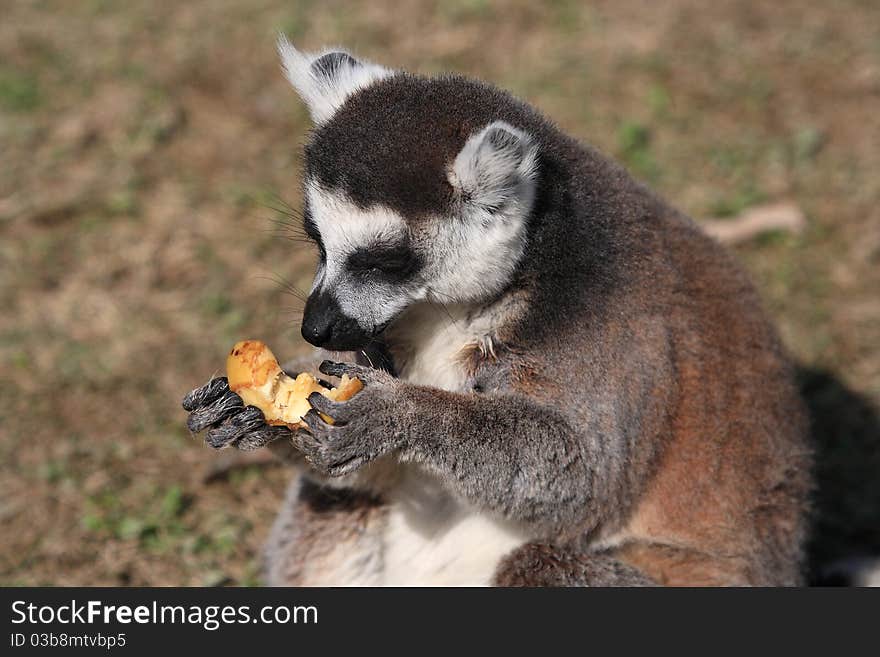 A lemur stand there vigilantly