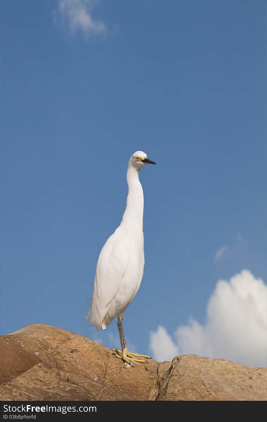 Snowy white egret