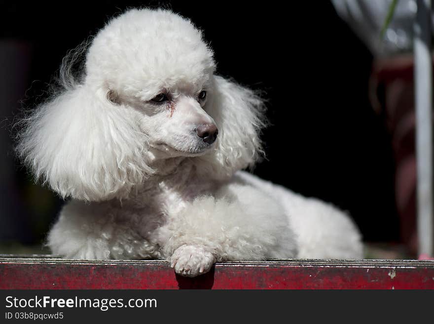 PORTRAIT OF POODLE