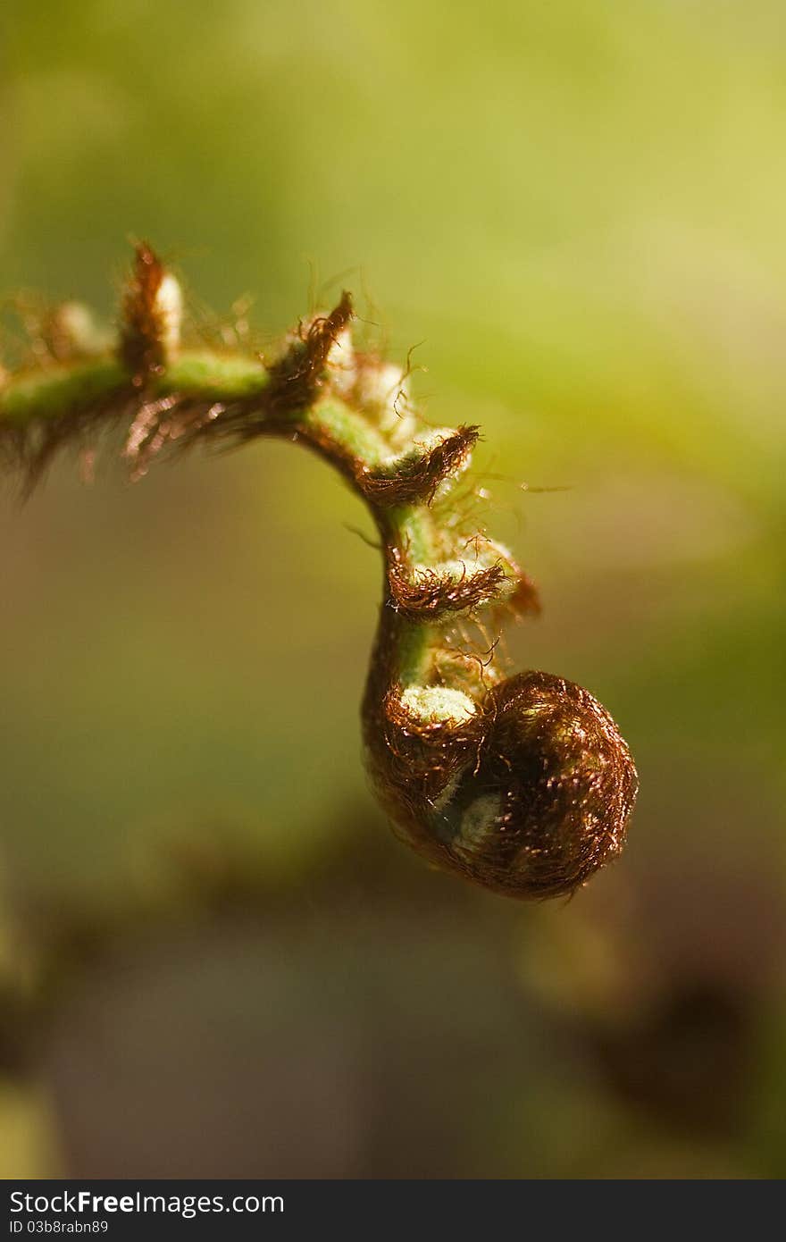 Fern Leaf