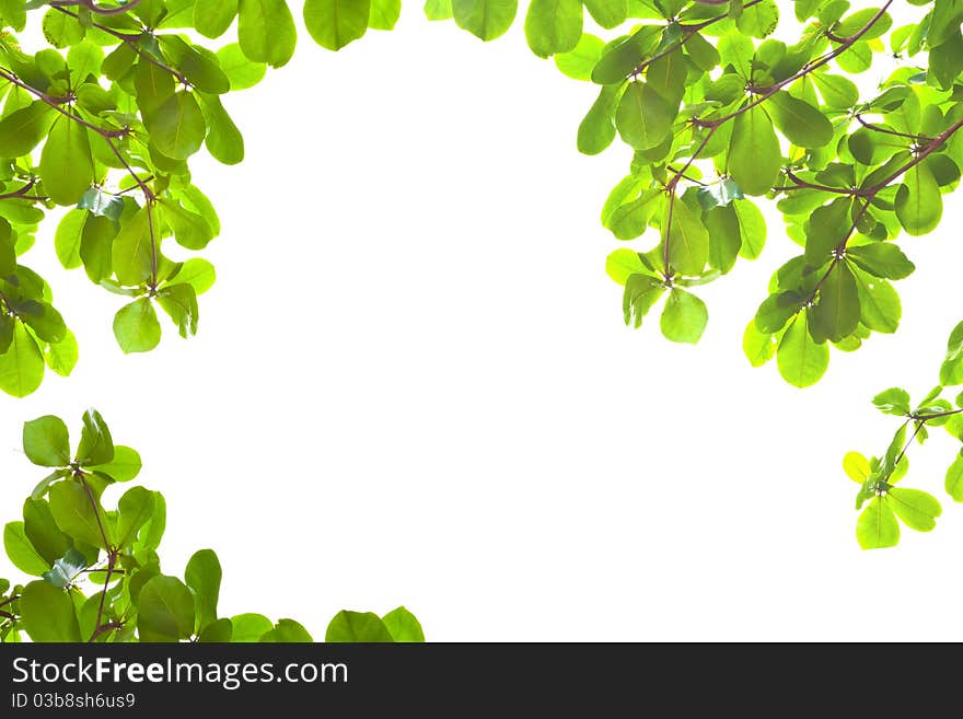 Green Leaves From Bottom View