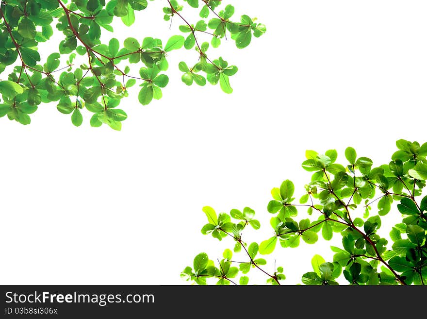 Green leaves from bottom view