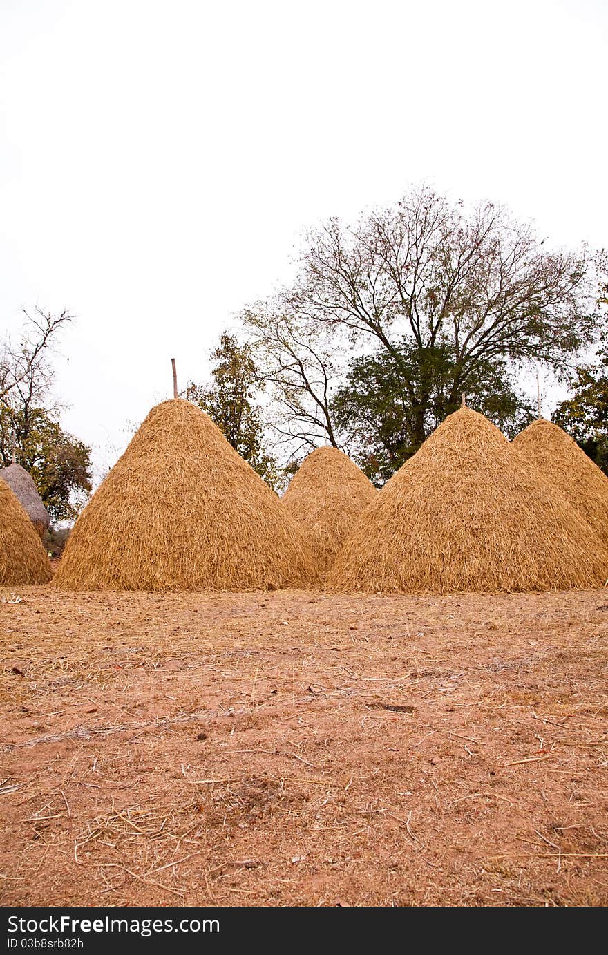 Pile of straw by product from rice field after collecting season. Pile of straw by product from rice field after collecting season.