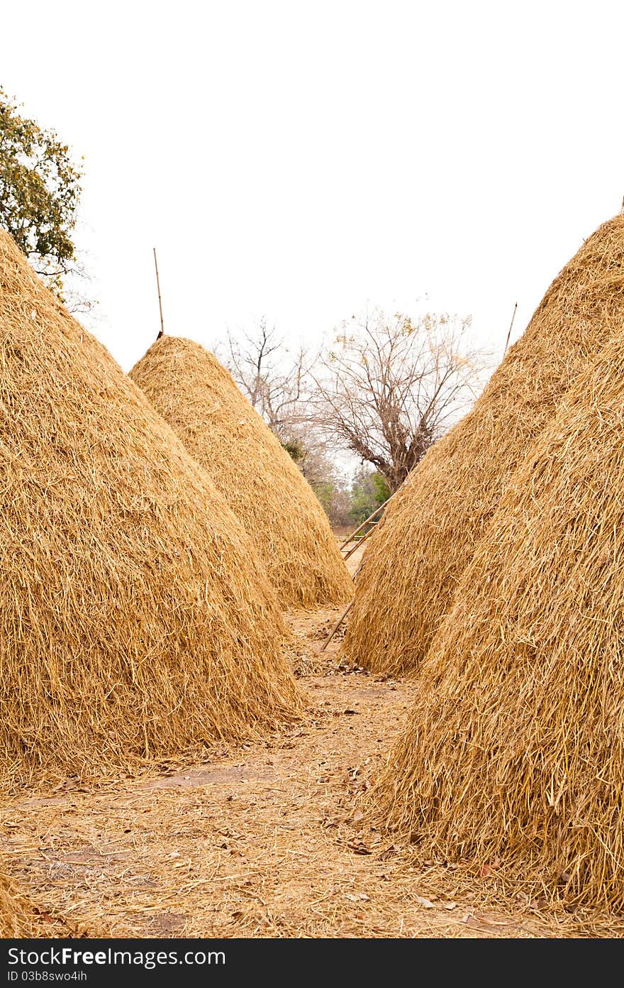 Pile of straw by product from rice field after collecting season. Pile of straw by product from rice field after collecting season.