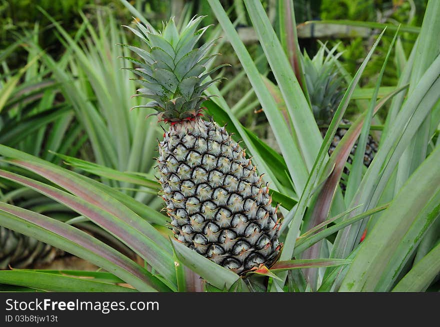 Pineapples Growing in A Plantation. Image Is A Closeup Of The Pineapple. Pineapples Growing in A Plantation. Image Is A Closeup Of The Pineapple