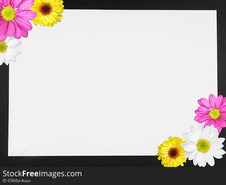 Colorful spring daisies background with copy space. Colorful spring daisies background with copy space