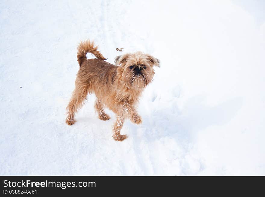 Smooth haired Brussels Griffon puppy is walking in winter park on the snow. Smooth haired Brussels Griffon puppy is walking in winter park on the snow