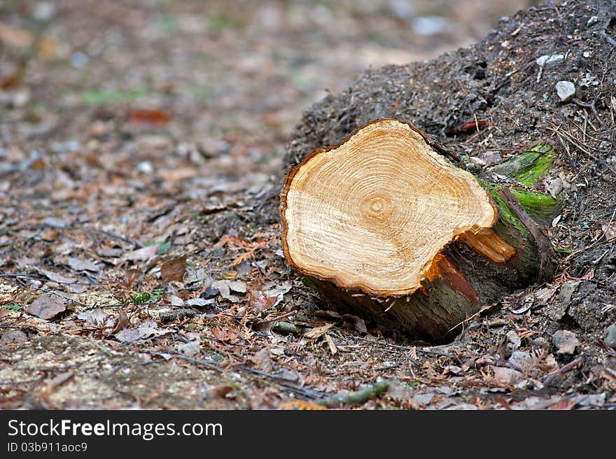 Tree stump as ecology problem