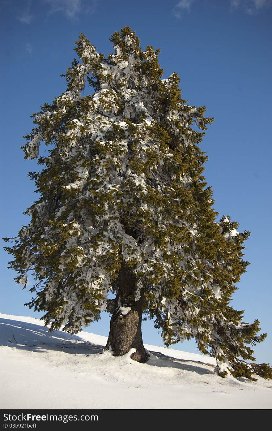 Lone tree covered with snow in the mountains. Lone tree covered with snow in the mountains