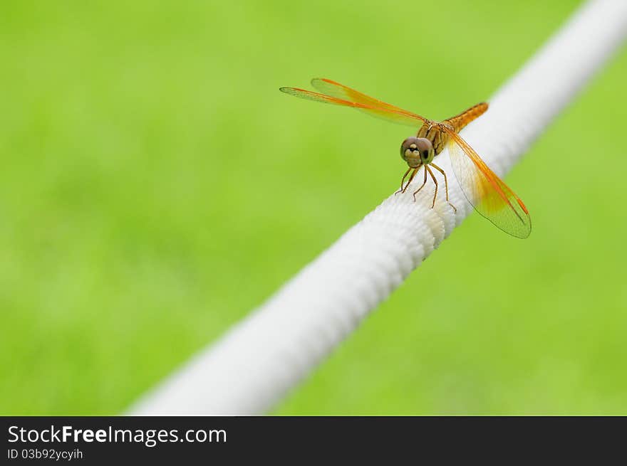 Dragonfly On The White Rope