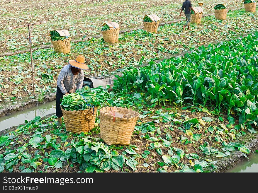 Chinese kale vegetable in garden