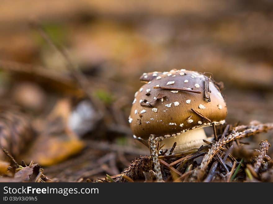 A close-up shot of a small brown toadstool in the autumnal forest. A close-up shot of a small brown toadstool in the autumnal forest