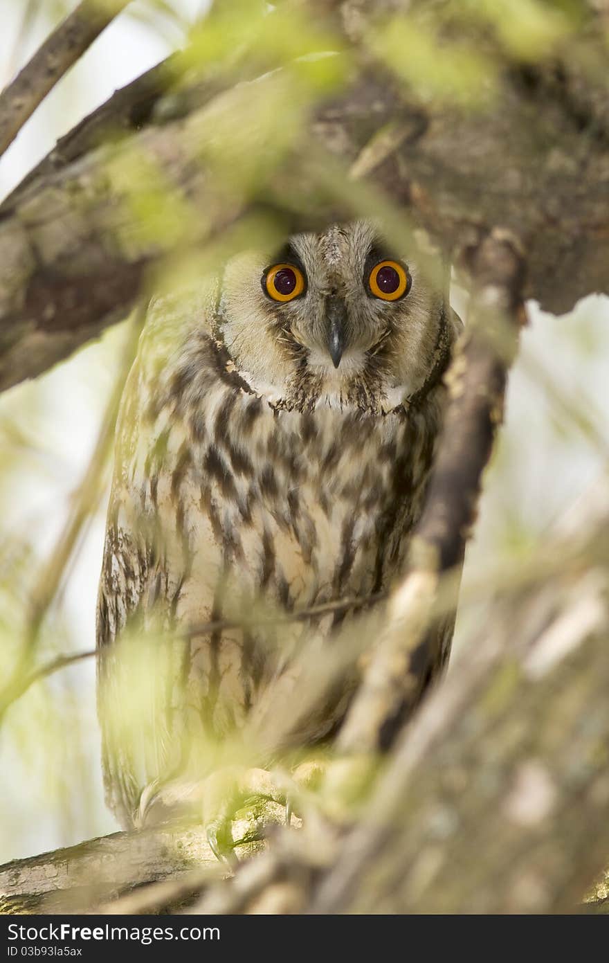 Short Eared Owl (Asio Flammeus)