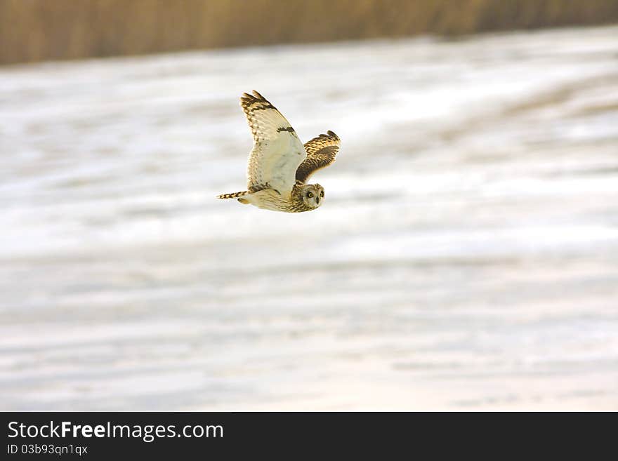 Short eared owl (Asio flammeus)