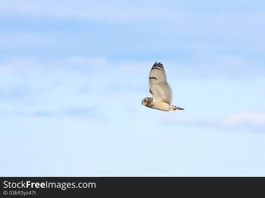 Short eared owl (Asio flammeus)