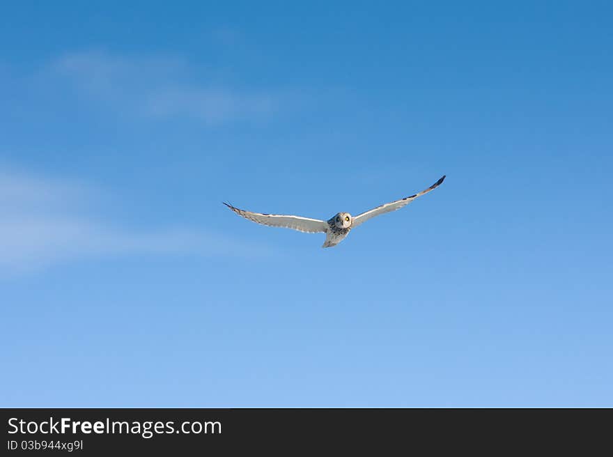 Short Eared Owl (Asio Flammeus)