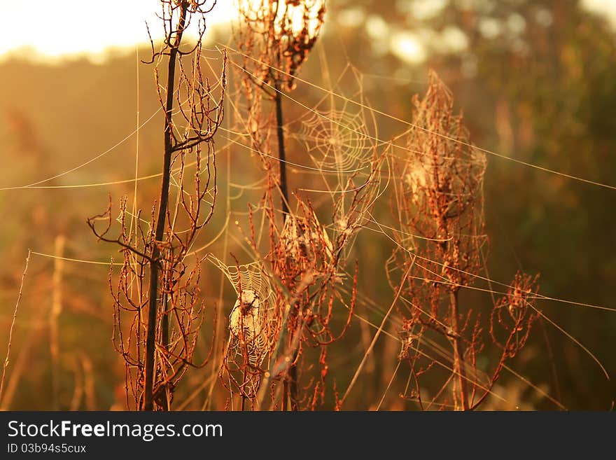 Morning dew on spider webs in spring morning