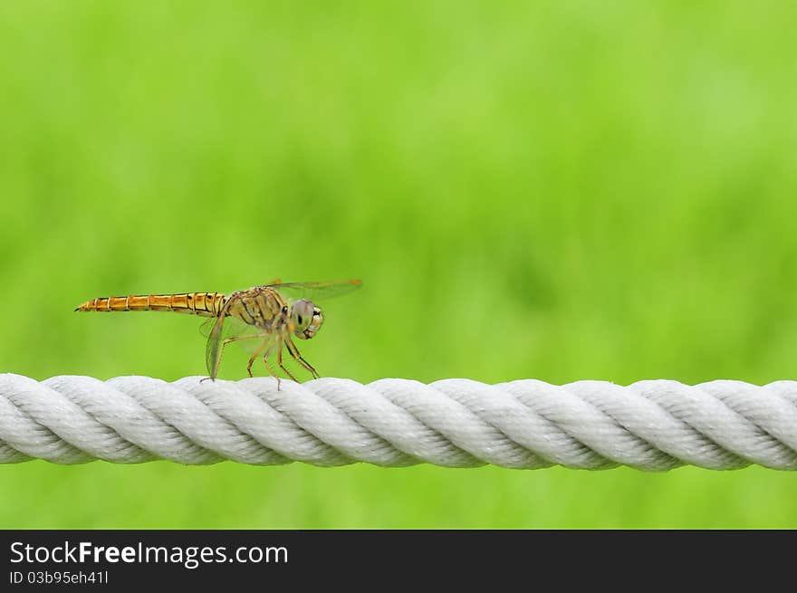 A dragonfly on the white cord