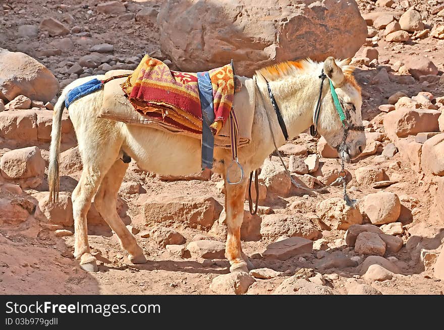 Mule used for transportation in Petra, Jordan. Mule used for transportation in Petra, Jordan